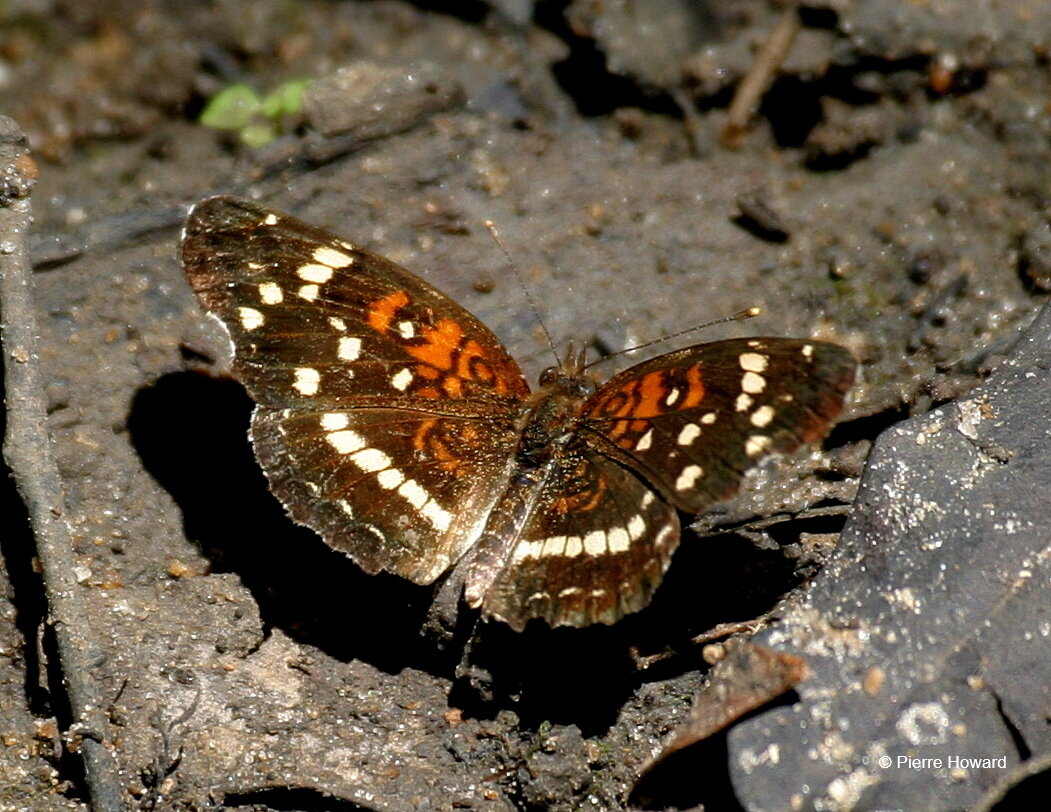 #6 Texan (Seminole) Crescent, male, Laurens Co, 2 Sep 2012