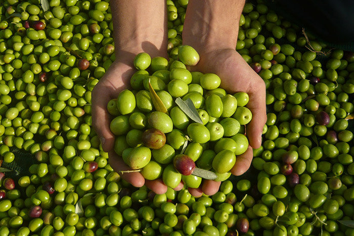 Die Bianchera-Olive (Copia)
