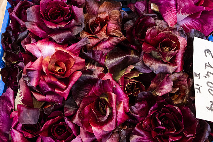 Radicchio - Rose von Görz (Copia)