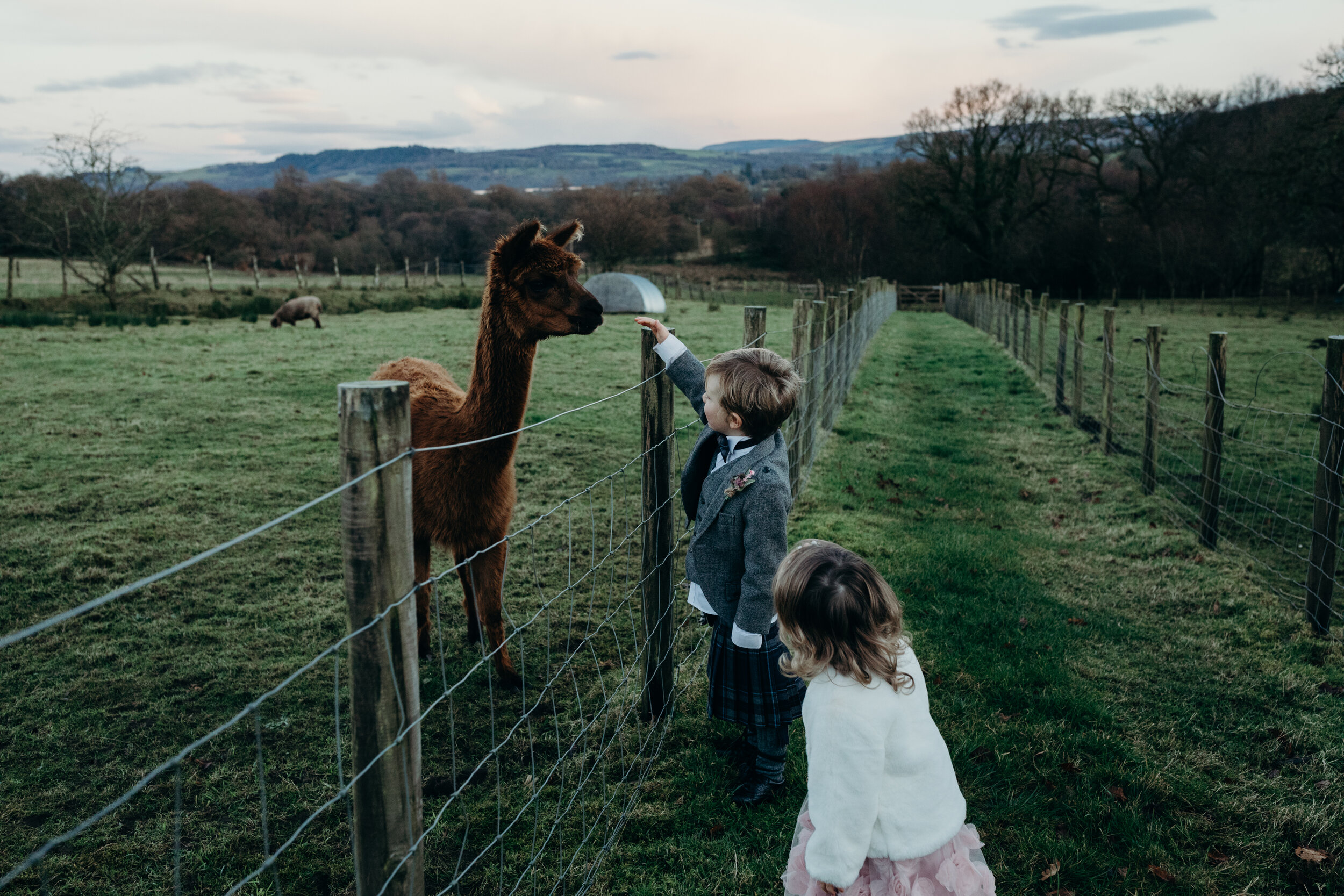 fruin farm micro wedding loch lomond scotland kids with alpacas