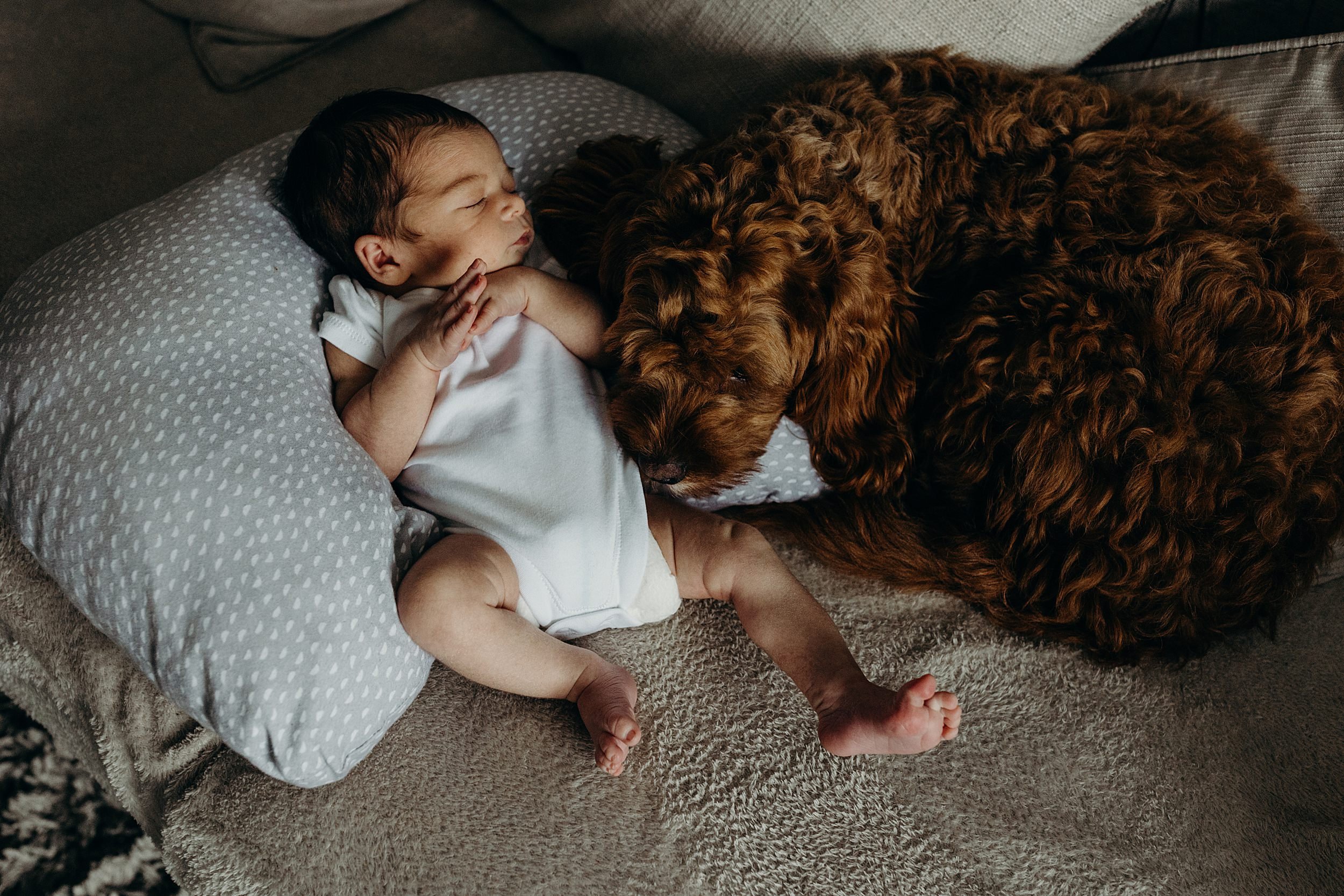 newborn photography glasgow shoot showing a baby boy and brown dog lying together on a grey and white cushion