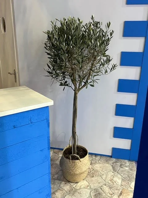 Olive tree in basket.jpg