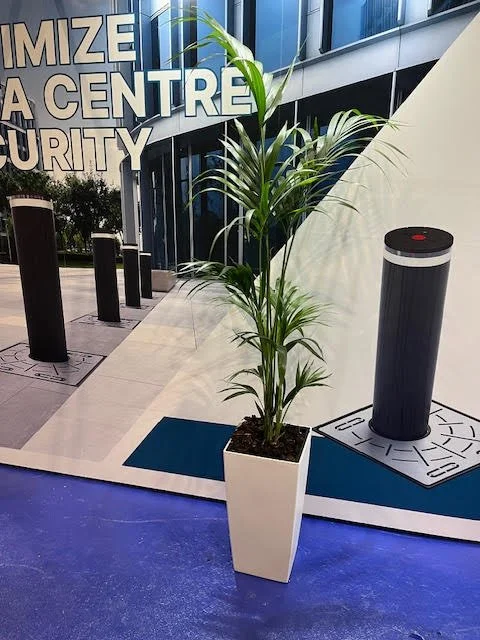 Kentia in white cubico pot @ 1.7m approx.jpg