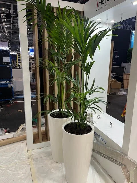 Kentia in tall conical pot @ 2m tall approx.jpg