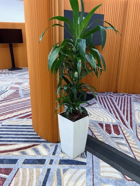 Tall Dragon plant on white cubico pot.jpg