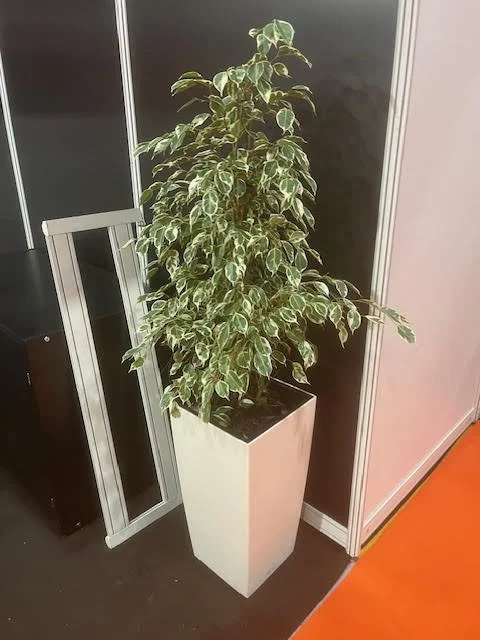 Ficus in white cubico pot.jpg