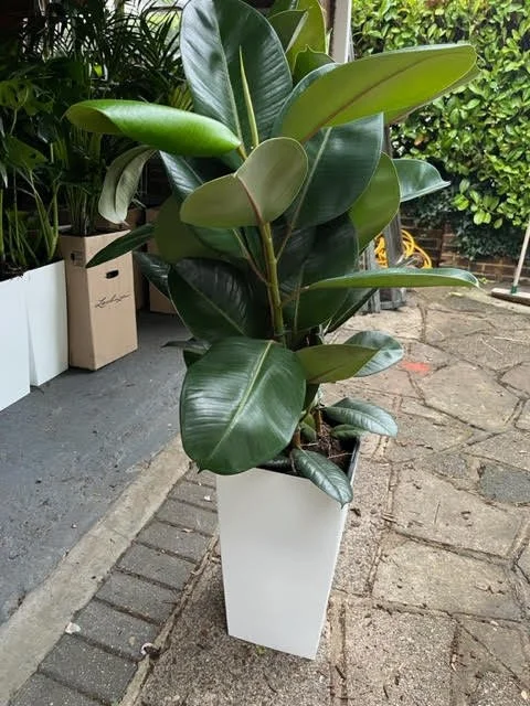 Rubber plant in white cubico pot.jpg