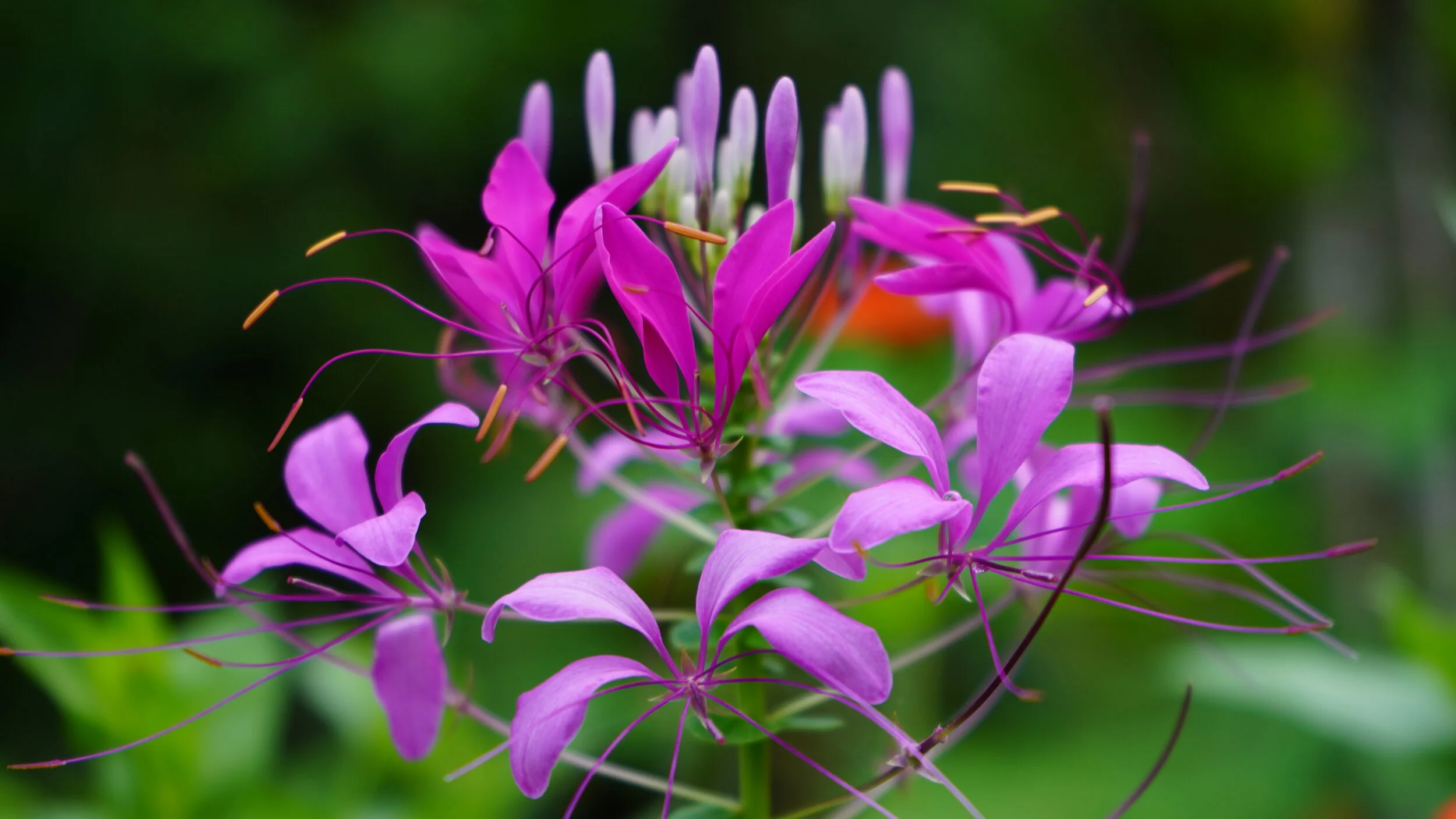 DSC00877.JPG