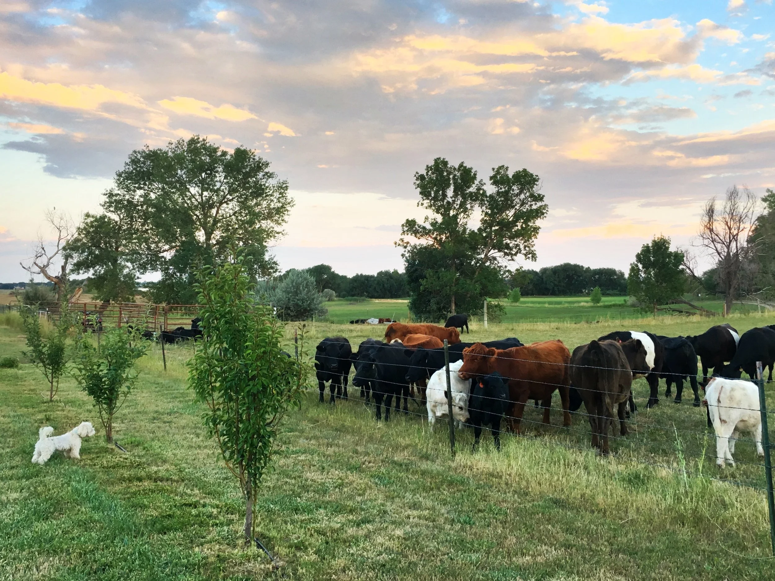 Happy Holidays from the VineSpring Team and Our Furry Friends