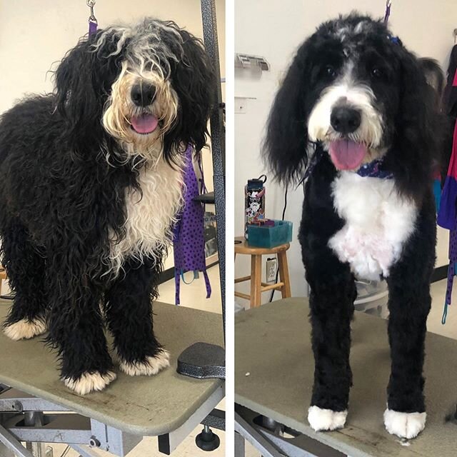🤍🖤 #bernerdoodlesofinstagram #localbusiness