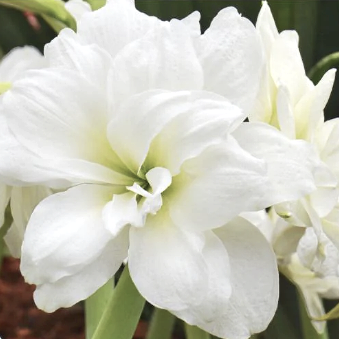 Double white peony style amaryllis