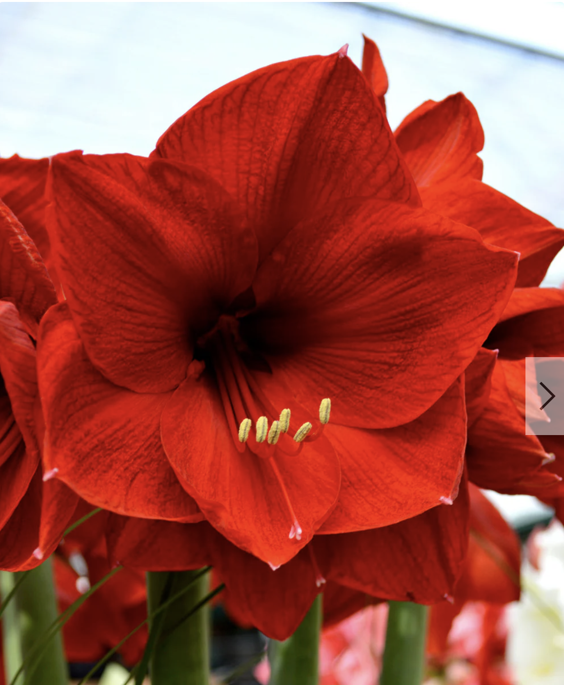 Red                    amaryllis