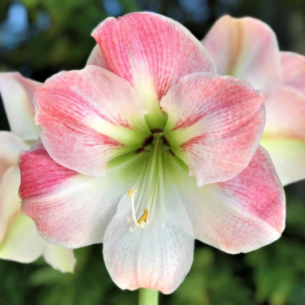 Cherry blossom amaryllis