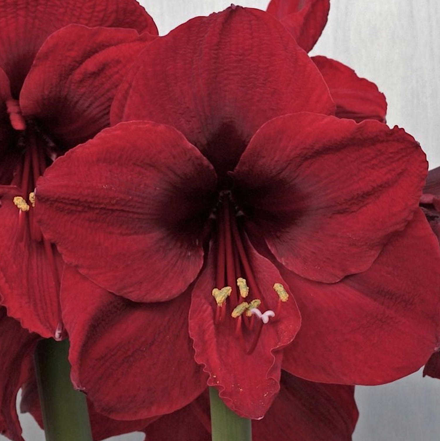 Burgundy amaryllis