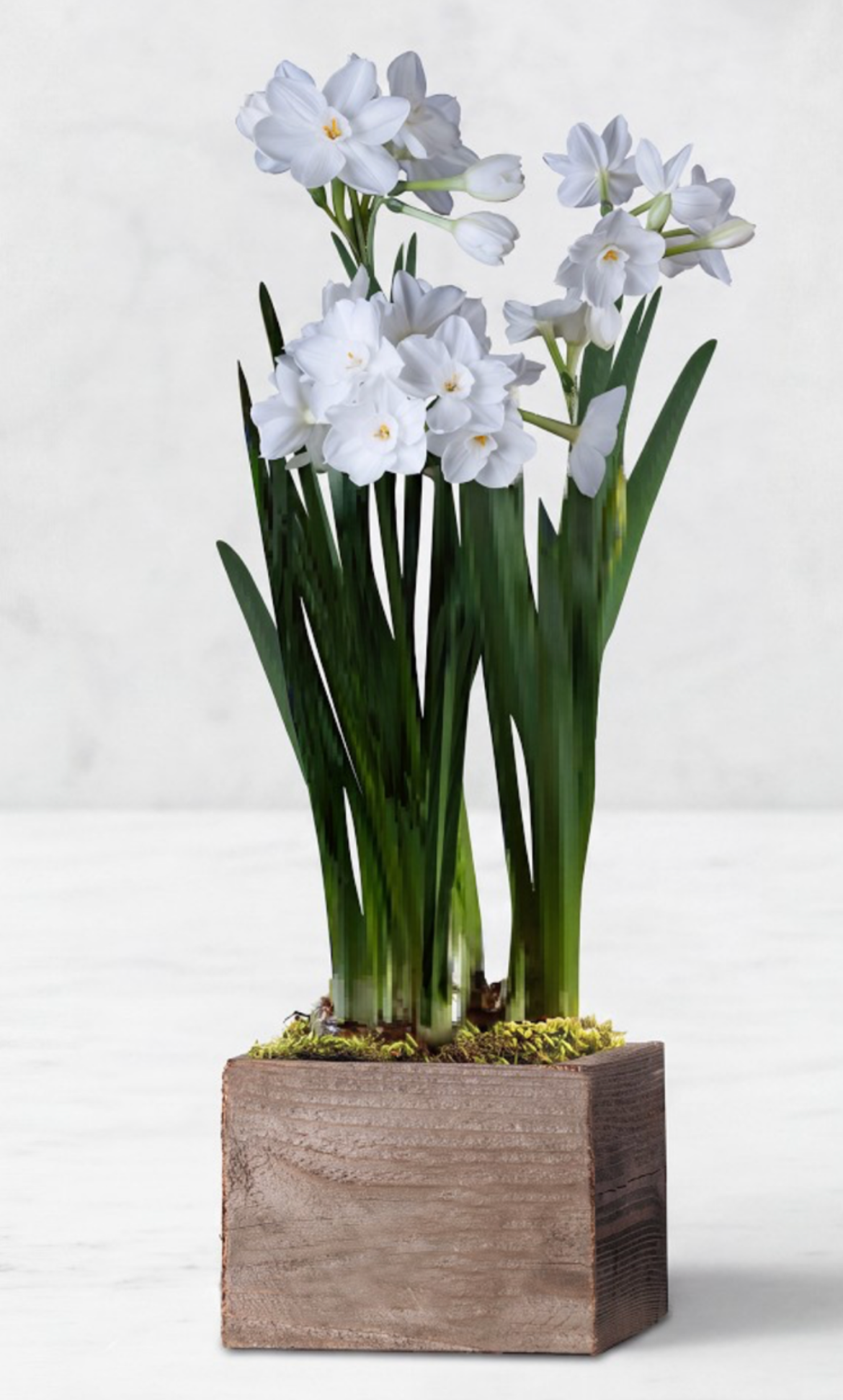 White paperwhites
