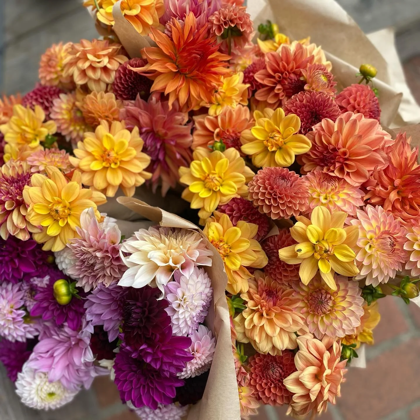 Stunning fresh dahlia bunches from Farmer Fae available in shop this weekend. Show your local flower farmers (and yourself) some love 🌸🌼🌻🌷🌻🌼🌸
