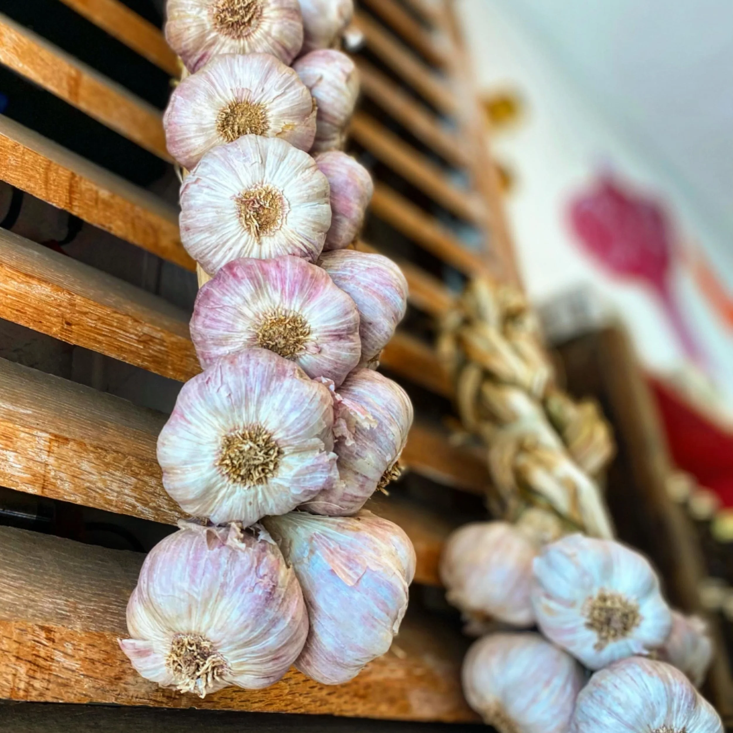 @allicins_ranch garlic braids are here! Gorgeous as ever.