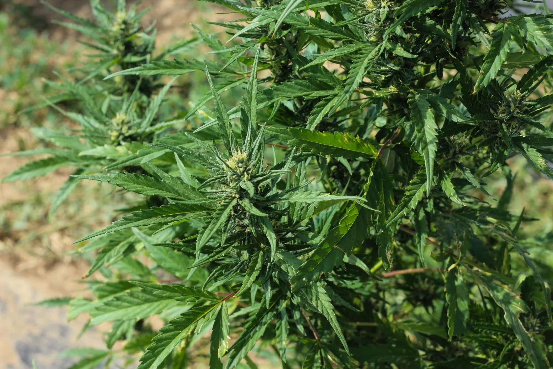 Medical Marijuana Just Took A Giant Step Toward Legalization In Kansas