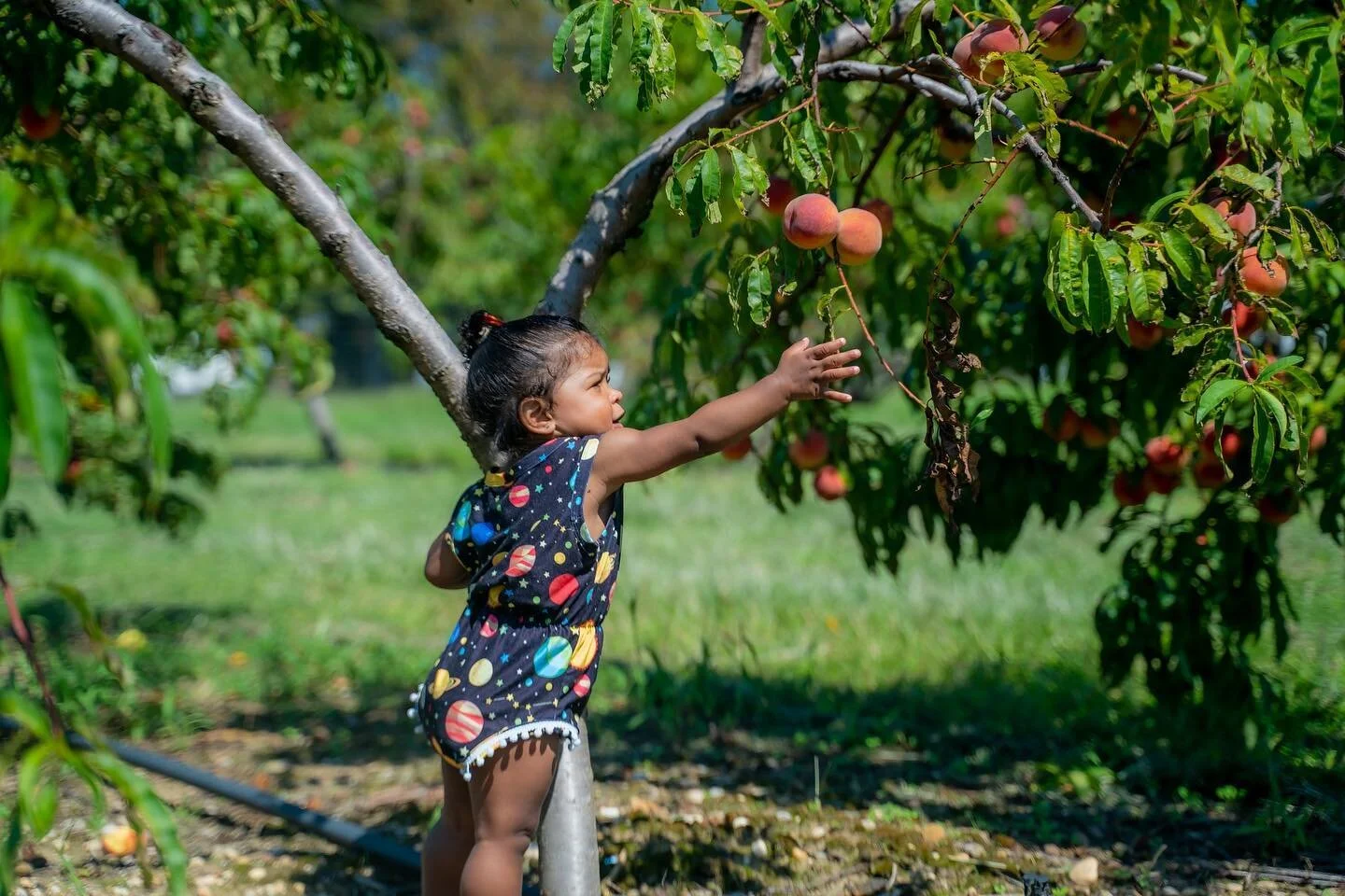 Labor Day peach picking, someone was determined, and she got her peach. 
*
*
*
*
#Talisa&amp;TheGiantPeach #Laborday2020 #MyBabies