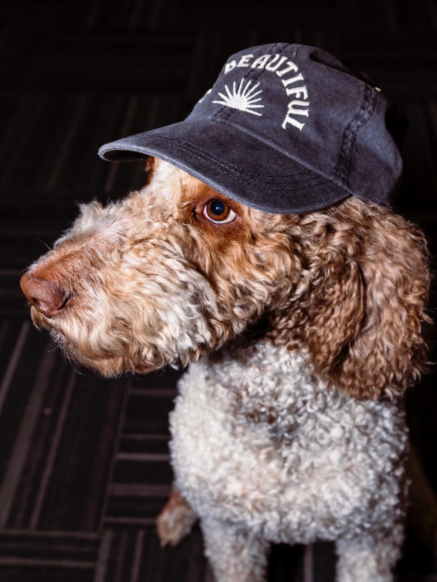SPRING MERCH 

Hairy (commonly and incorrectly spelled &ldquo;Harry&rdquo; because silly humans) wanted to make sure you knew that we just restocked these classic Ol&rsquo;B hats and other goods in our online shop. 

The merch isn&rsquo;t really for 