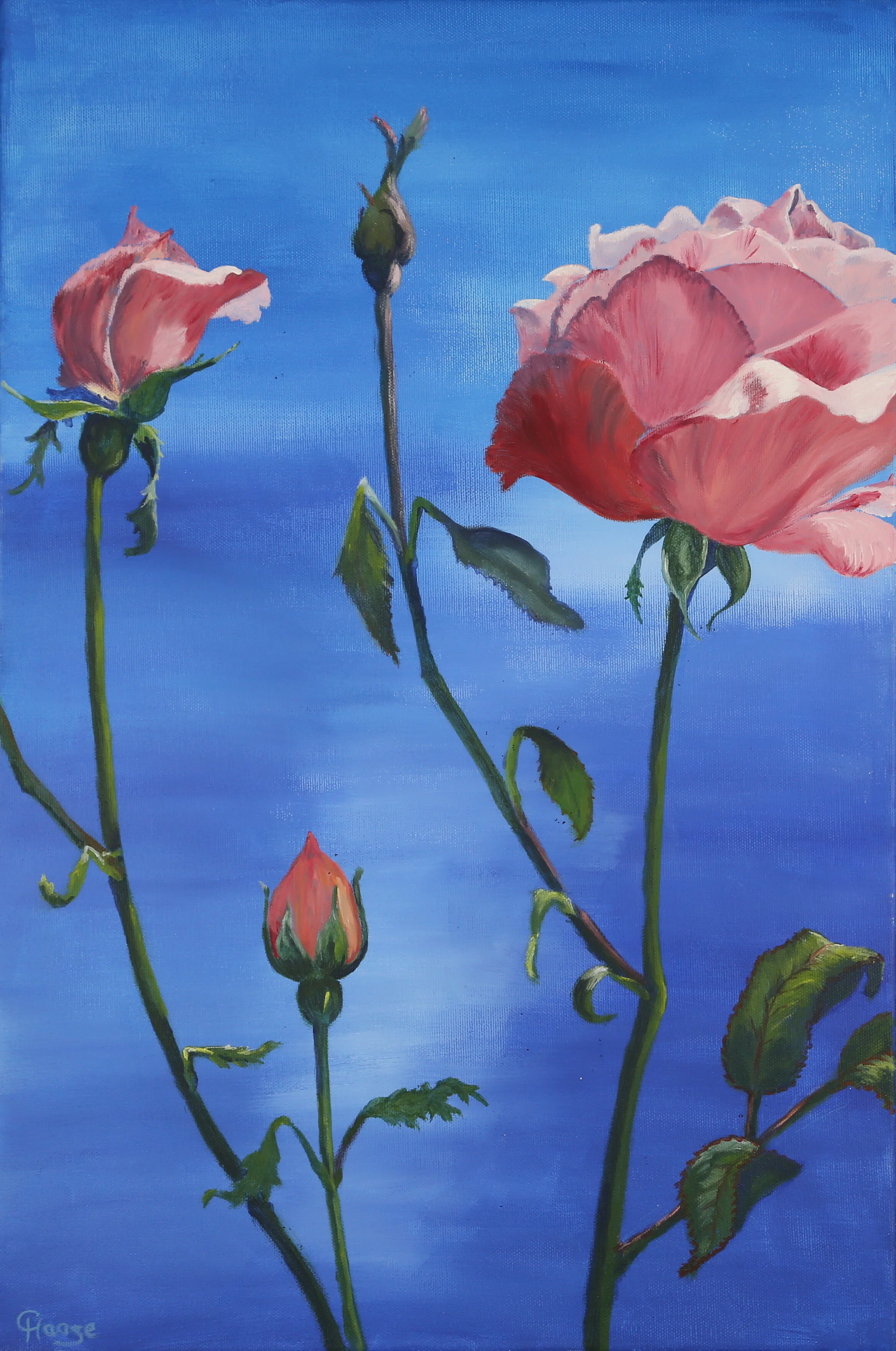Rose vor Blau