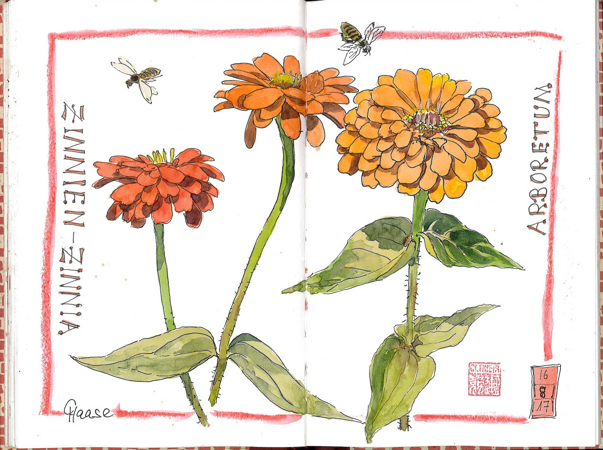 Zinnien auf der Arboretum-Wiese