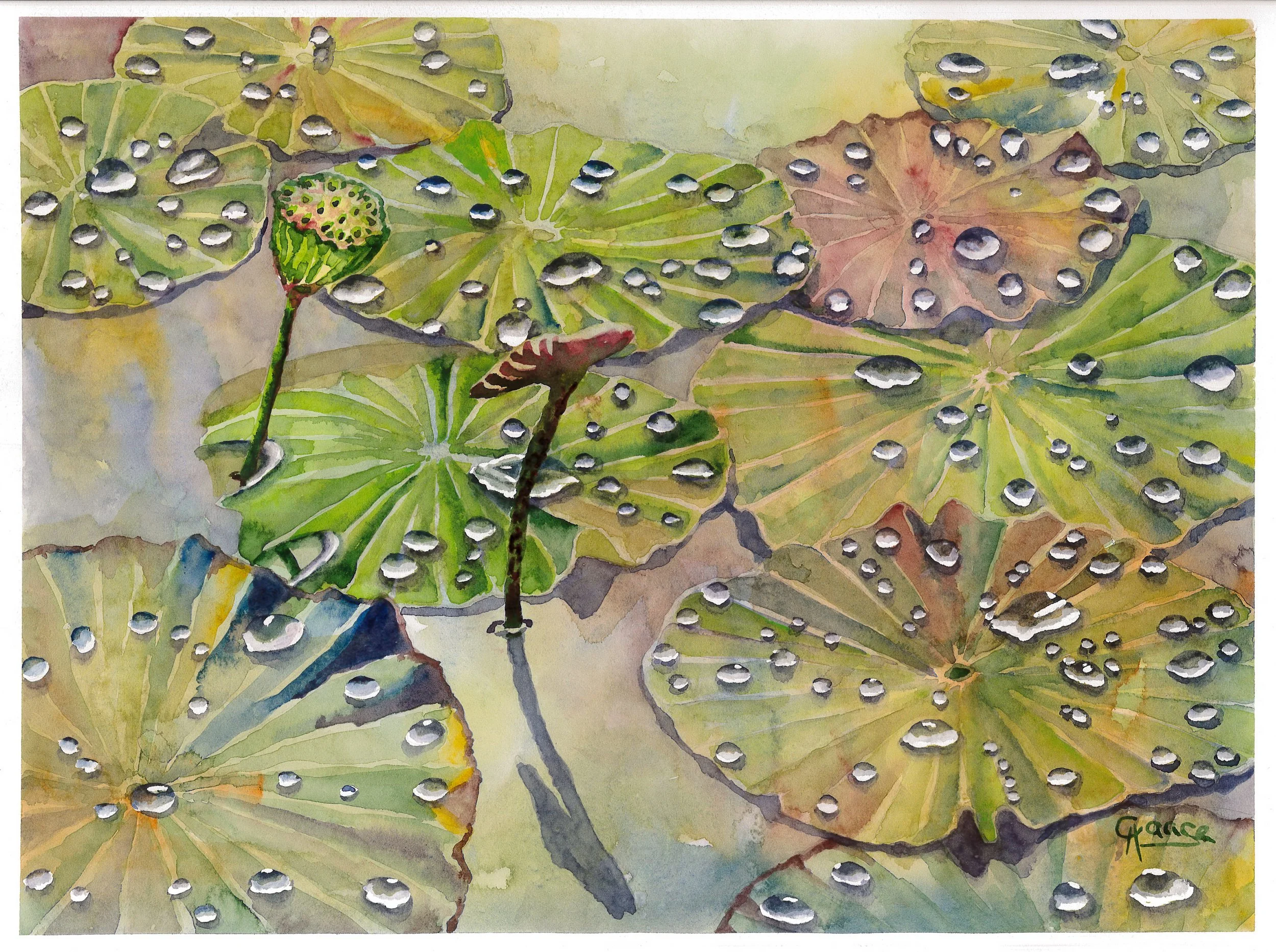 Lotusblätter mit Wassertropfen