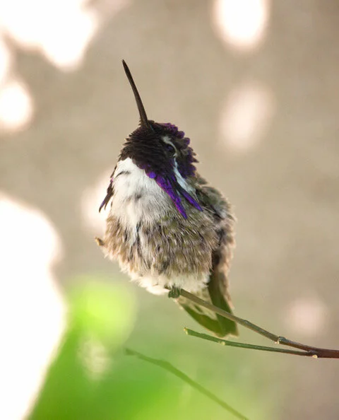 Artist of the Week- Lauren Cedar