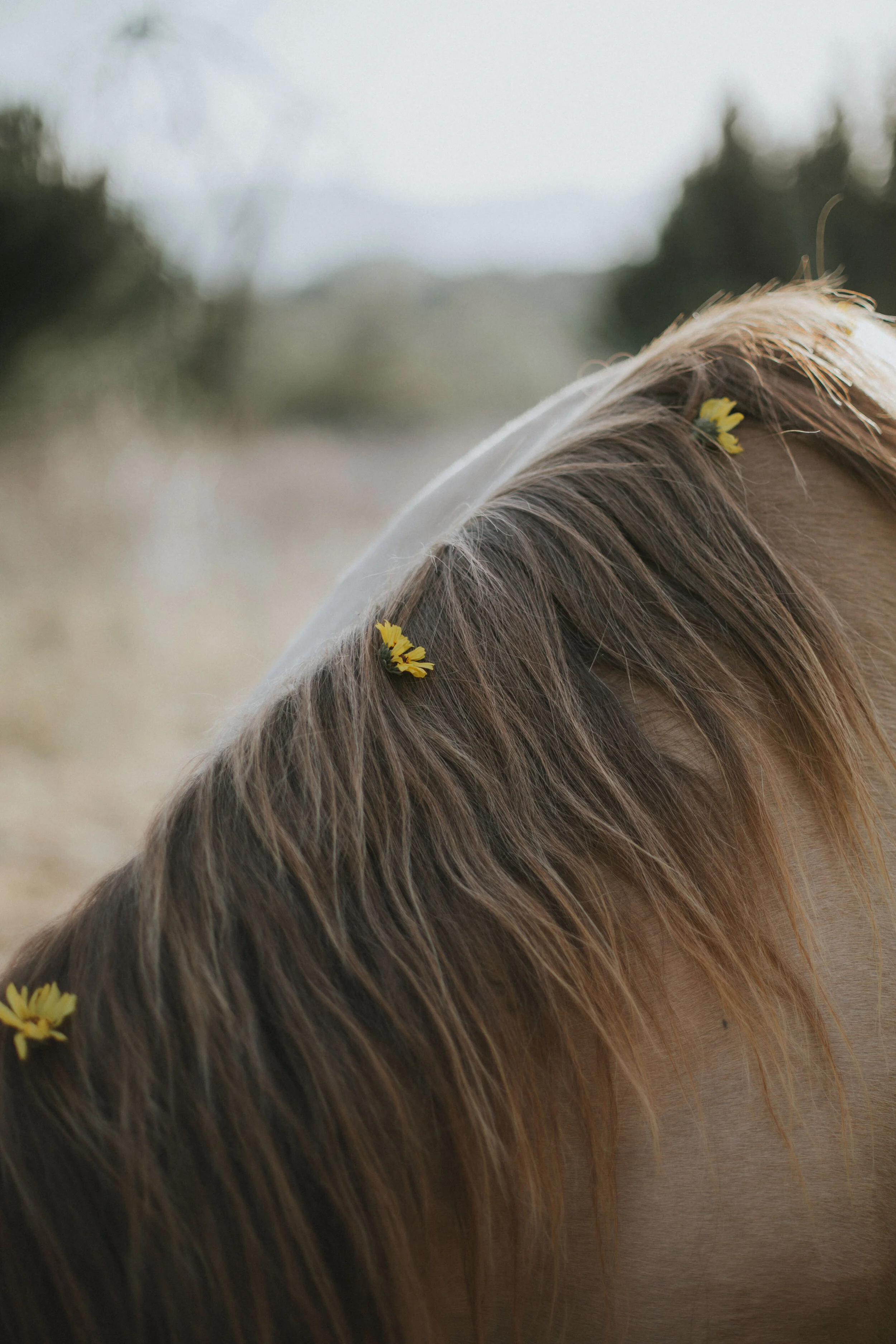Healing With The Horse