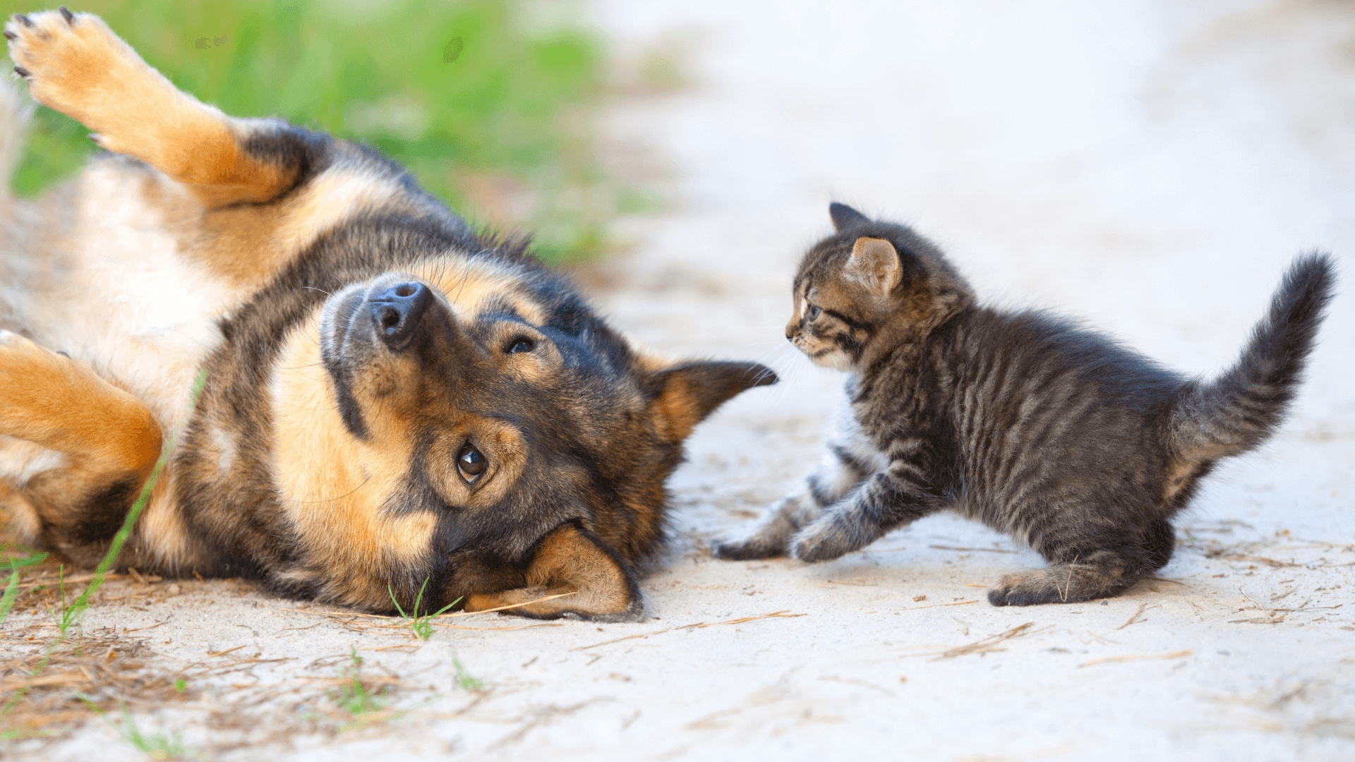 New study: Cats and dogs don't actually fight like cats and dogs