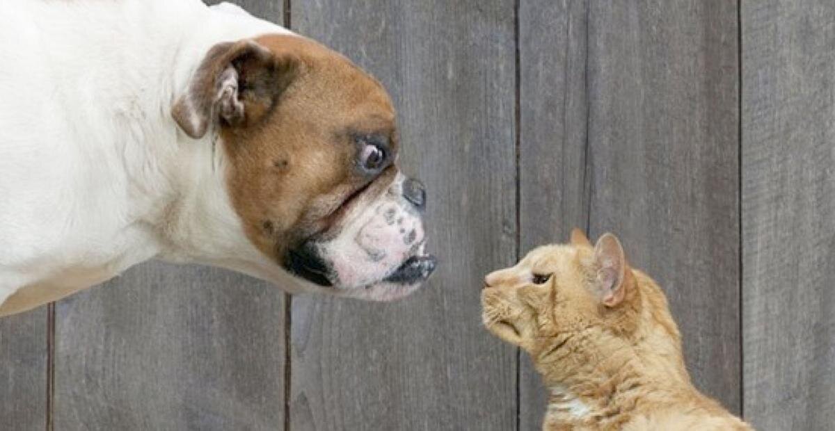 Why Do Dogs Hate Cats—and How Can You Help Them Get Along?