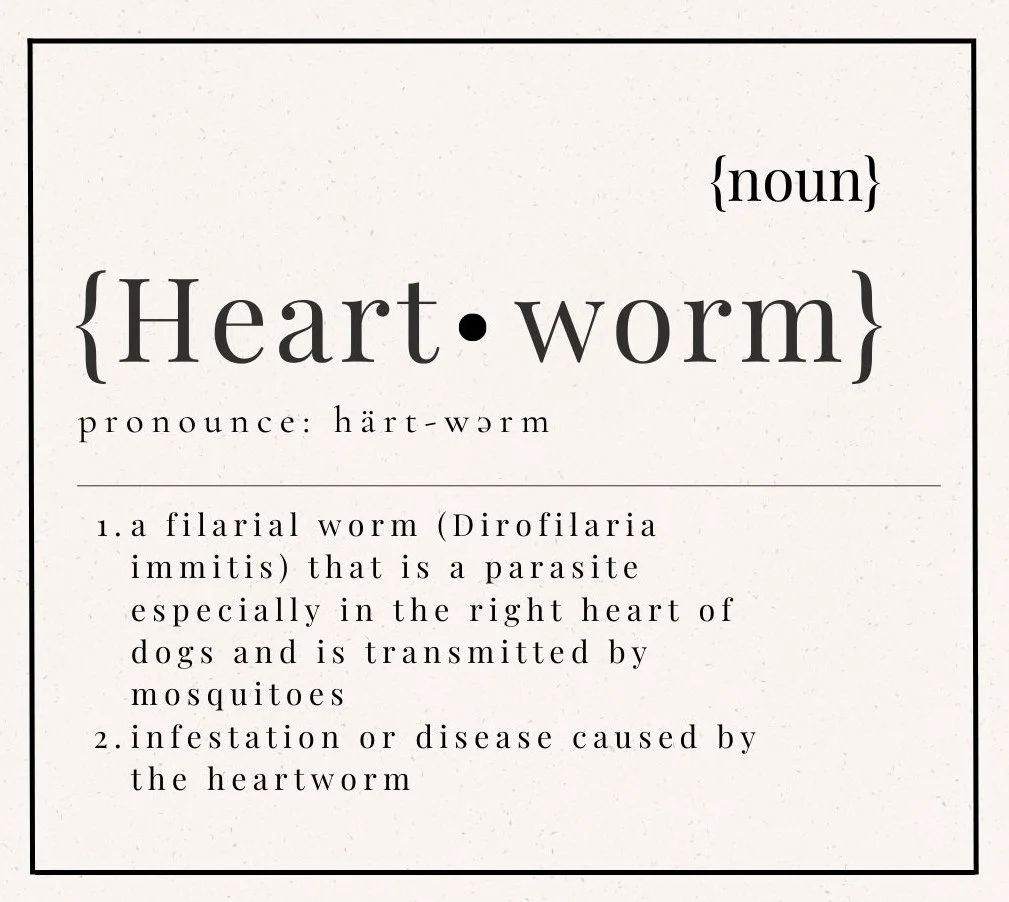 Keep the Worms Away From Your Dog — Going Mutts Pet Services, LLC