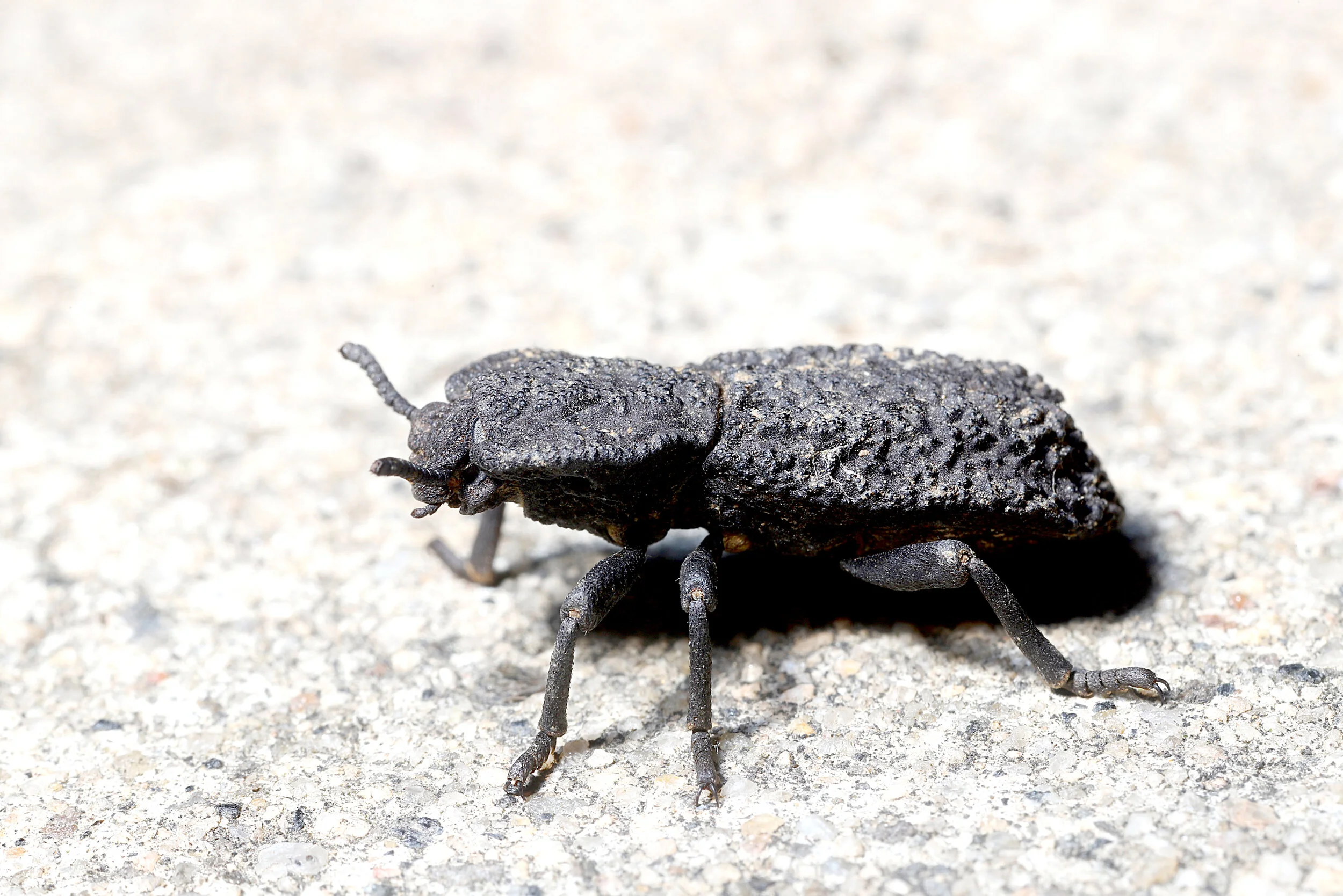 Natural armour: How a beetle is helping engineers design stronger materials