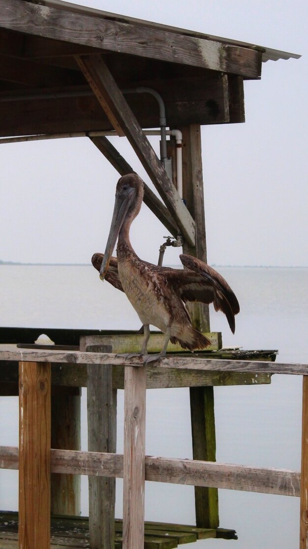 Ingleside Texas Chamber