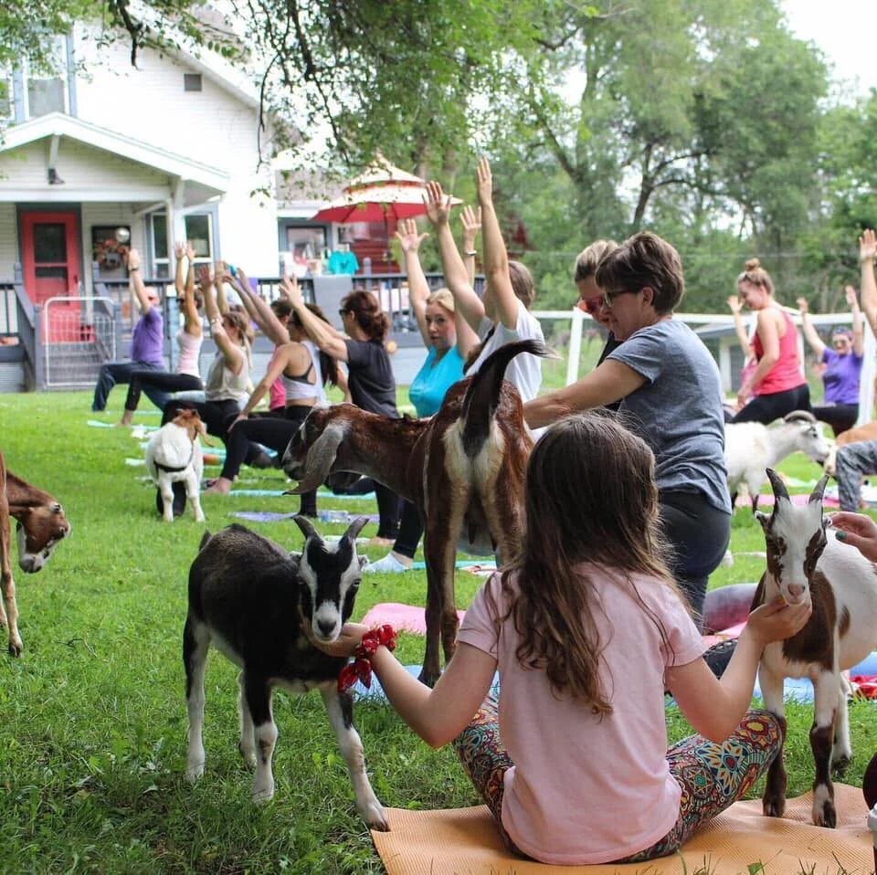 Goat Yoga Classes — Shepherd's Rest