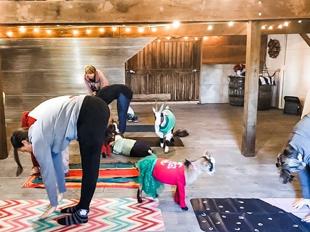 🐐 Barn Goat Yoga @4generationsbarn 🐐
.
💫Thank you for making it out yesterday!! 🙏
.
Next Class 2/15 👈🏼
.
.
.
.
.
.
.
#goatyoga #nebraska #shepherdsrest #pickrell #lnk #lincolnnebraska #namaste #goats #barn #juniperspa #yogaforacause #rescuegoat