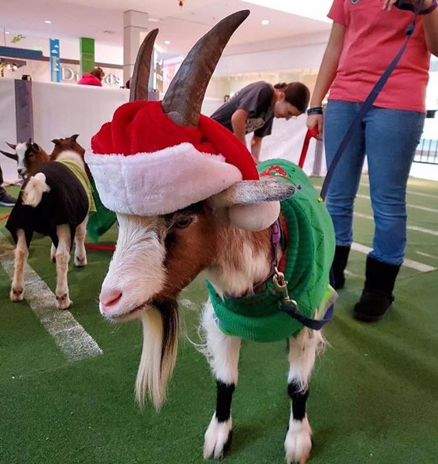 🙌 Hey, you! Do you have a friend or family member who has always wanted a goat for Christmas? Well here at Shepherd&rsquo;s Rest, we can make that dream come true for you! (At least for a little while!)
.
For $100 donation to our rescue, Santa&rsquo