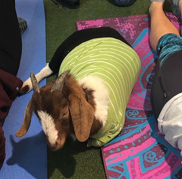 ➡️ We&rsquo;re back out at @shopgatewaymall THIS Saturday for Goat Yoga! $20/person
.
.
🐐Proceeds help benefit our rescue mission🧘🏻&zwj;♀️🧘🏻&zwj;♂️
.
.
.
.
.
.
.
.
.
.
.
#lincolnnebraska #gatewaymall #lnk #goatyoga #rescuemission #goatsofinstagr