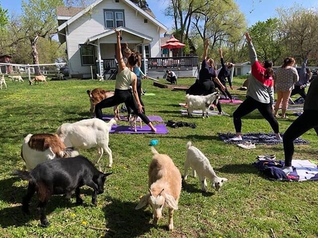 🌱67 days to spring!🐐 Looking forward to goat yoga in the pasture! 🙏