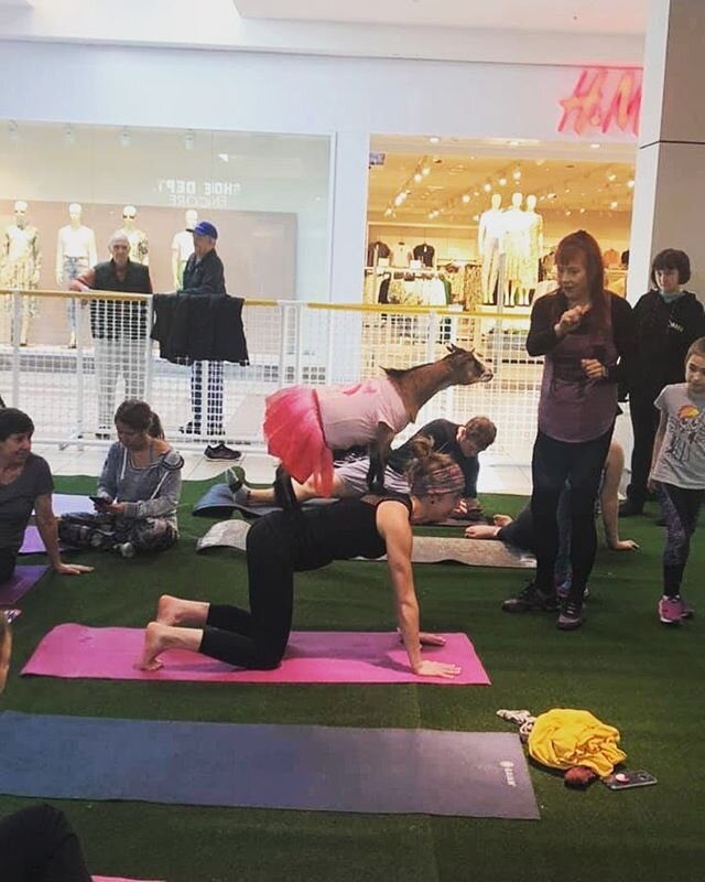 We ❤️ our events @shopgatewaymall 🙌 Thanks for attending and your continued support of our rescue mission!
.
@juniper_spa.yoga Thank you Casey for another wonderful class and for keeping us  calm within the chaos! 🐐🐐
.
See you March 28th for our n