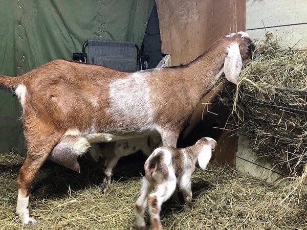 Welcome to the world! Eleanor had twins!
.
Meet Emmy and Lilly! Looking forward to meeting all of you when Goat Yoga starts again! 🐐 🧘🏼&zwj;♀️
.
.
.
.
.
.
.
.
.
.
.
.
#lnk #juniperspa #shepherdsrest #goatrescue #lincolnnebraska #ilovegoats #goatba