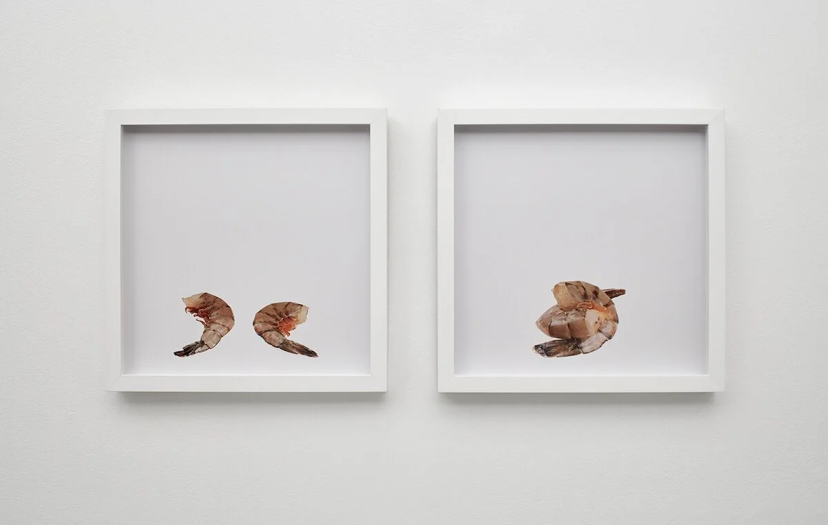 shrimp and shrimp, shrimp on shrimp, Bettina Hubby, 2015. Archival pigment print, 13 x 13 inches (framed, each). Edition of 3. BH2459