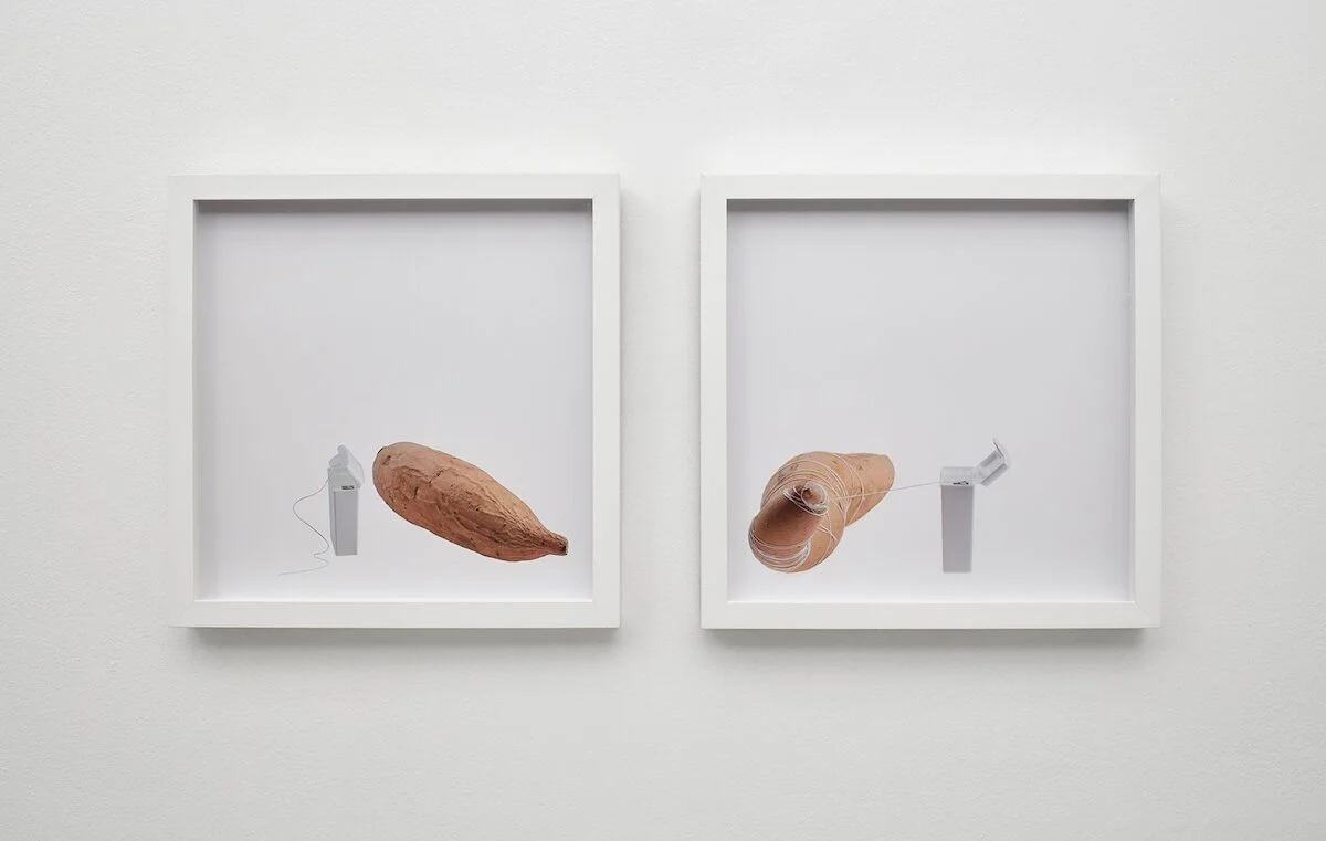 yam and dental floss, dental floss retrains yam, Bettina Hubby, 2015. Archival pigment print, 13 x 13 inches (framed, each). Edition of 3. BH2455