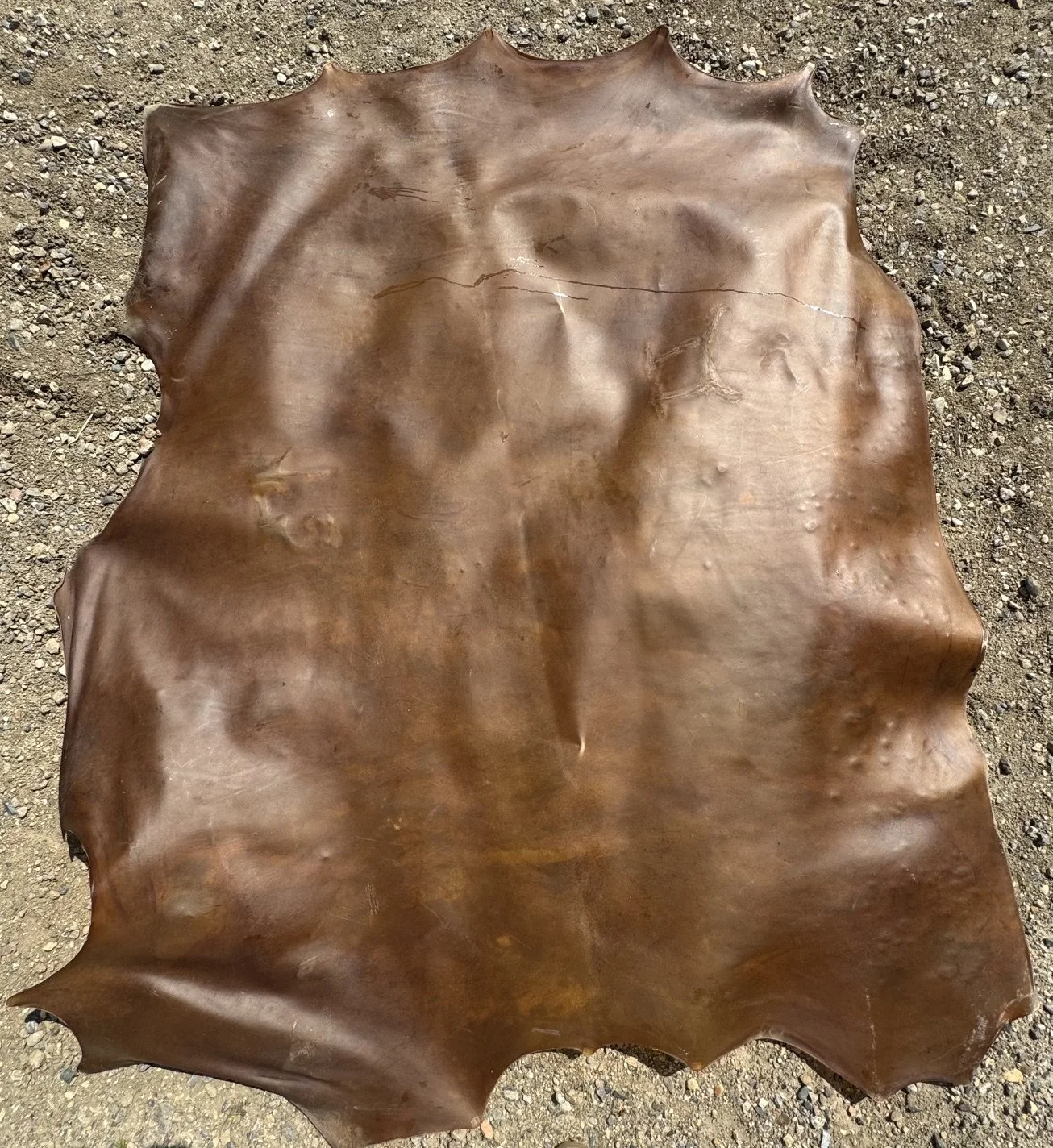 Beef Rawhide for Powwow Drums