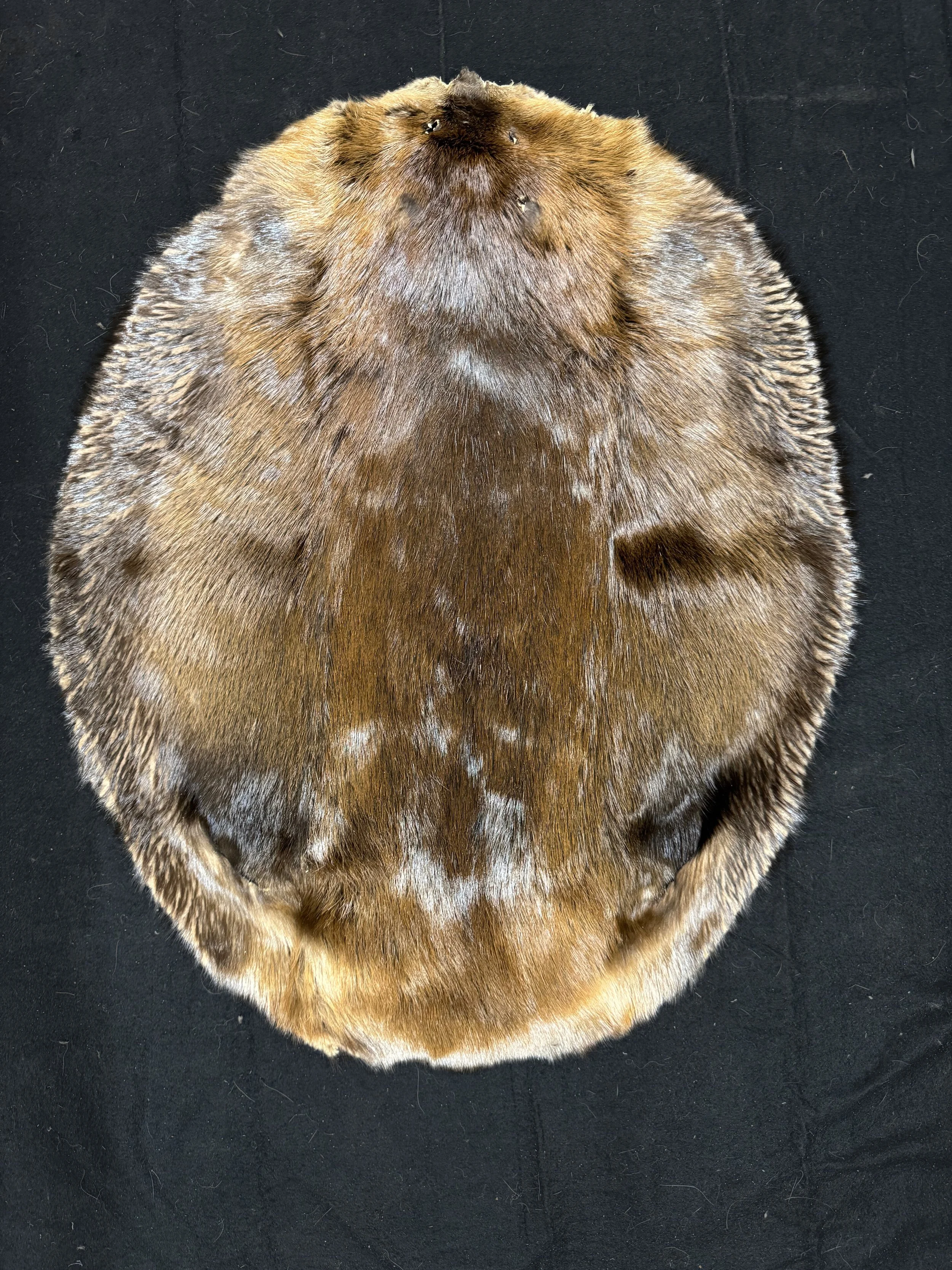 Beaver Pelt