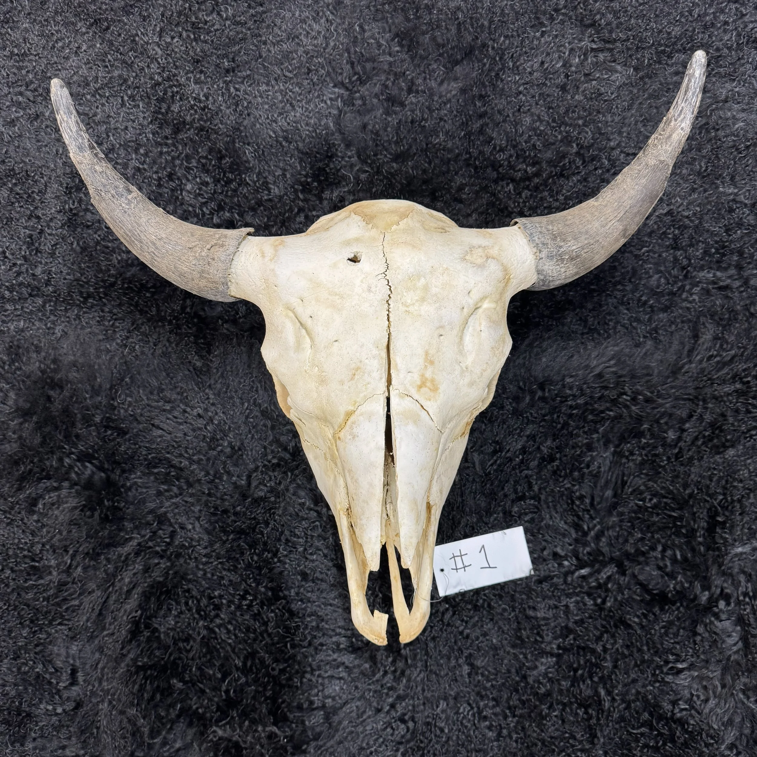 Bison Skull