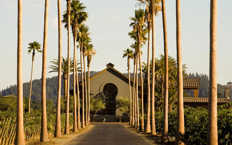 Norcal Trees Large Specimen Trees for Sale | Nor Cal Trees (530) 308-9710