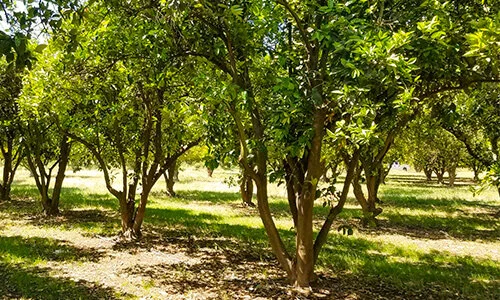 Norcal Trees Large Specimen Trees for Sale | Nor Cal Trees (530) 308-9710