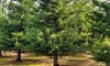 Norcal Trees Large Specimen Trees for Sale | Nor Cal Trees (530) 308-9710