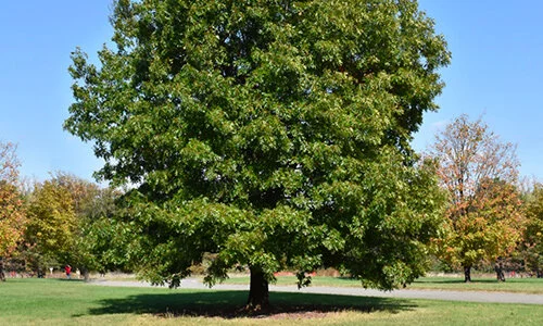 Norcal Trees Large Specimen Trees for Sale | Nor Cal Trees (530) 308-9710